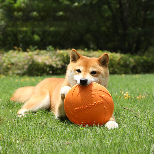 Hund frisbee