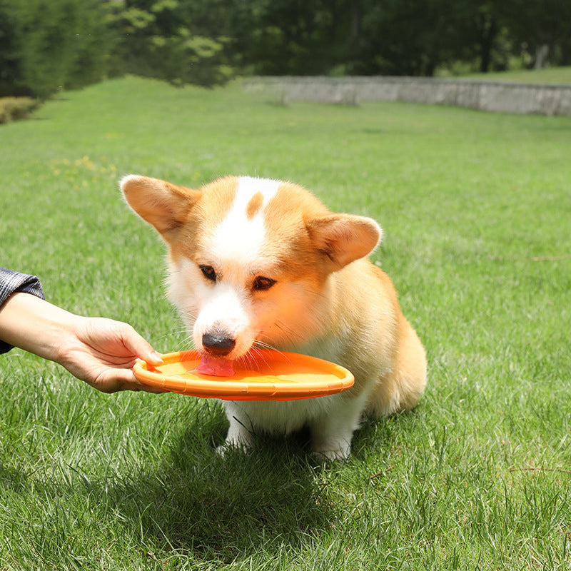 Hund frisbee